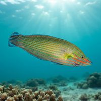 Richmond's Wrasse