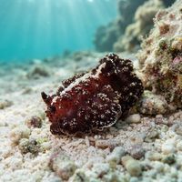 Ridged Granulated Dorid