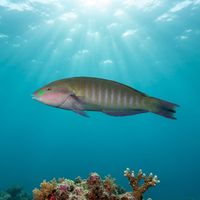 Ring Wrasse
