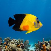 Rock beauty angelfish with vivid yellow head and tail and a large black body patch swimming close to a coral reef.
