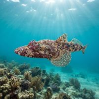 Rock Flathead