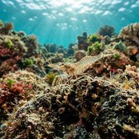 Rock-pool Shrimp