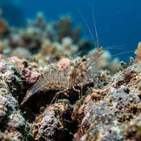 Rockpool Prawn