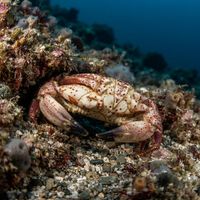 Pacific Rock Crab