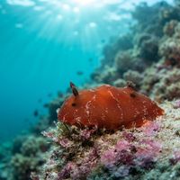 Rostanga rubra