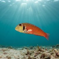 Rosy Razorfish