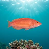Rosy Wrasse