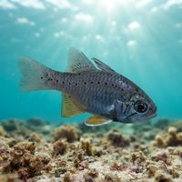 Rüppell's Cardinalfish