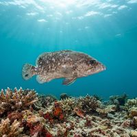 Mottled Soapfish