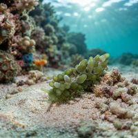 Emerald Slug
