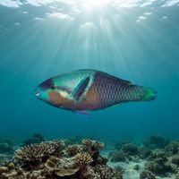 Saddled Parrotfish