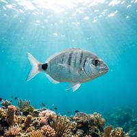 Saddled Seabream showing silver body with a prominent black saddle mark at the tail base, swimming over a rocky Mediterranean reef.