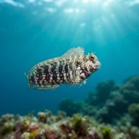 Jewelled blenny with spotted patterning perched on encrusted coral rubble on a shallow reef.
