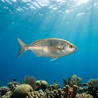 Salema Porgy showing silver body with multiple golden horizontal stripes swimming in a loose school over rocky Mediterranean reef.