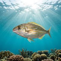 A school of silver-bodied breams with faint banding swimming along a rocky Mediterranean reef.
