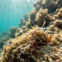Two-tone Bluntnose nudibranch with a bicoloured body resting on coral rubble on a tropical reef.