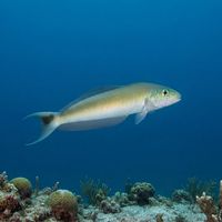 Sand Tilefish