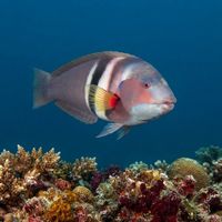 Adult Sandager's wrasse with an orange body and blue-edged fins swimming close to a rocky reef.