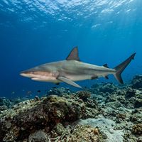 Sandbar shark with a stocky grey-brown body and a distinctively tall first dorsal fin swimming in open blue water.