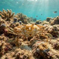 Sargassum swimming crab with mottled brown carapace and paddle-shaped rear legs clinging to floating sargassum weed.