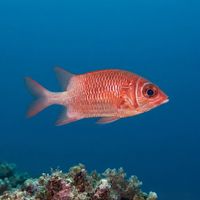 Silverspot Squirrelfish