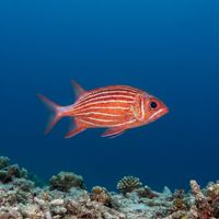 Crown Squirrelfish
