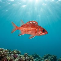Speckled Squirrelfish