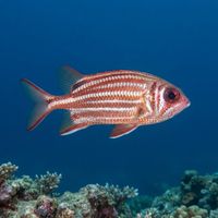Red Soldierfish