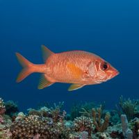 Sabre Squirrelfish