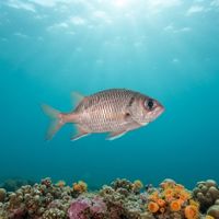Tinsel Squirrelfish