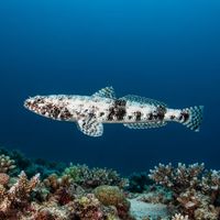 Gracile Lizardfish