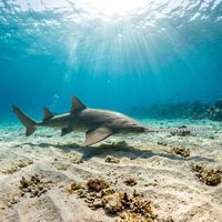 Smalltooth Sawfish swimming near a sandy seabed, showing its long flattened rostrum lined with evenly spaced lateral teeth.