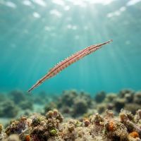 Sawtooth Pipefish