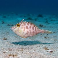 Scaber Leatherjacket