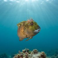 Molly Miller blenny with mottled brown skin and branched head tufts perched on encrusted reef rock.