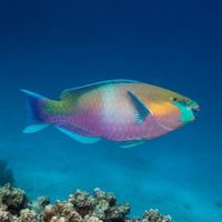 Adult rusty parrotfish with a rust-brown body and pale blue-green facial markings grazing over a coral reef.