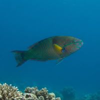 Yellowfin Parrotfish