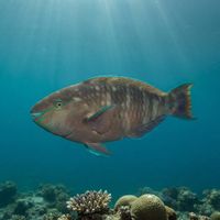 Purple-brown Parrotfish