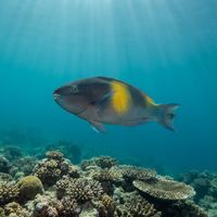 Egghead Parrotfish