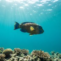 Adult bumphead parrotfish with a robust grey-green body and steep bony forehead grazing near rocky reef.