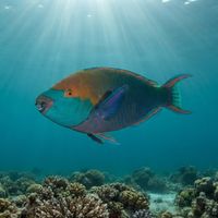 Adult greenthroat parrotfish with a blue-green body and bright green throat patch grazing over reef rock.