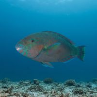 Adult rivulated parrotfish with bluish-green body and pale wavy facial markings grazing over a coral reef.