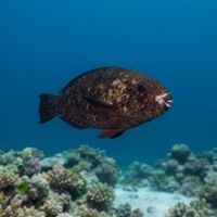 Adult greensnout parrotfish with a bluish-green body and pale snout grazing on a coral reef.