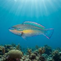 Adult princess parrotfish with blue-green body, pink-orange stripes, and a pale saddle patch swimming over a Caribbean reef.
