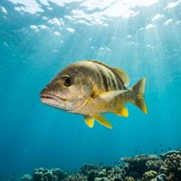 Schoolmaster snapper with silvery-yellow body, pale vertical bars and bright yellow fins swimming close to a Caribbean coral reef.