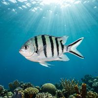 Scissortail Sergeant fish with five black vertical bars, pale body, and forked tail with black tips swimming over a coral reef.