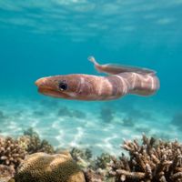Shorthead Worm Eel