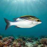 Adult bridled monocle bream with white body, yellow saddle patch and black eye stripe over a coral reef.