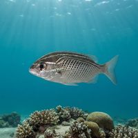 Adult Arabian Monocle Bream with silvery-grey body and dark ring around the eye hovering near a reef.