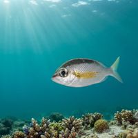 Pearly Monocle Bream with silvery body and pale eye-ring swimming close to a coral reef.